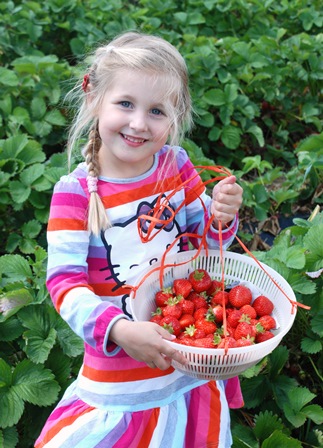 Erdbeeren vom Beller Hof