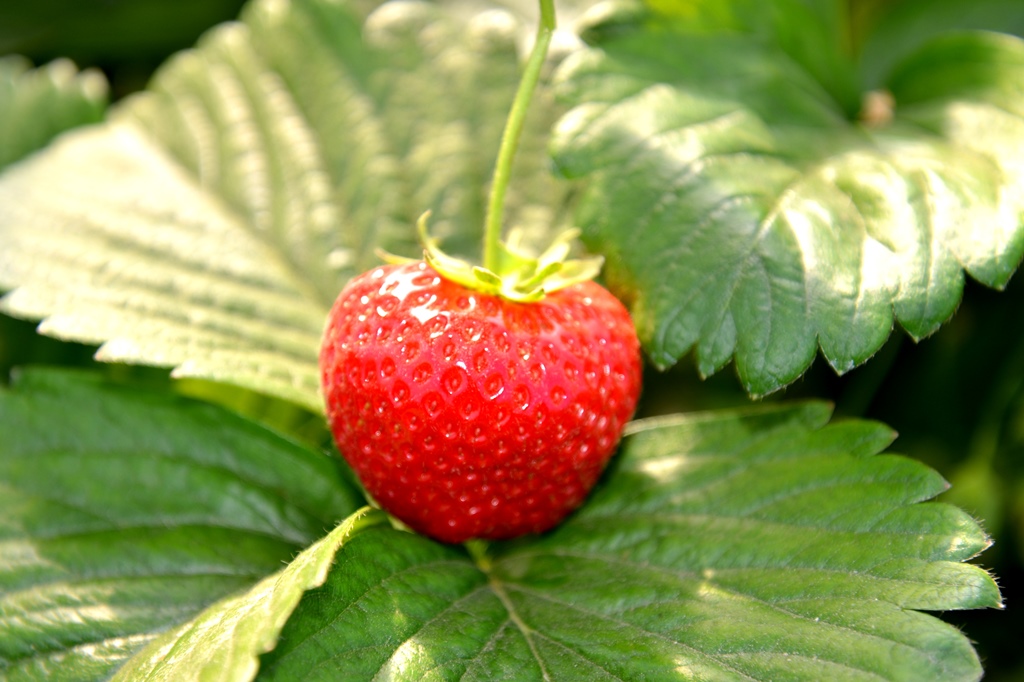 Frische Erdbeeren vom Beller Hof