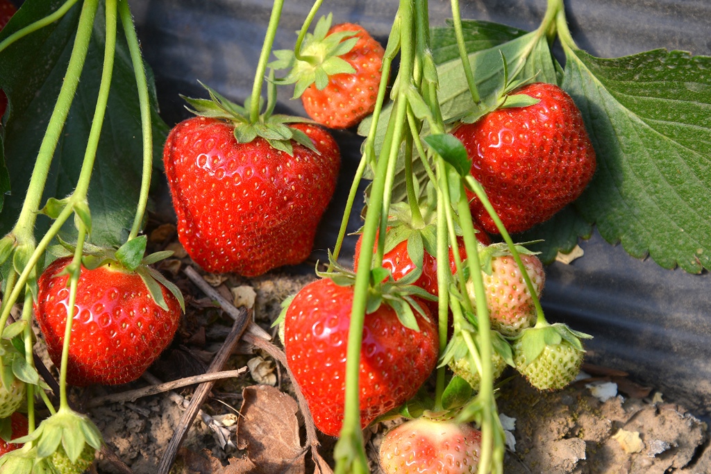 Beller Hof Erdbeeren
