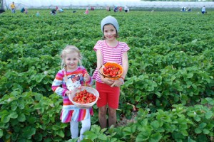 Erdbeeren selber pflücken auf dem Beller Hof