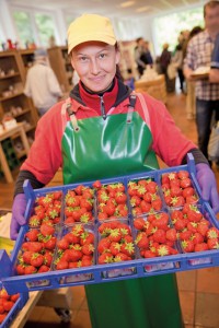 Die neue Erdbeer-Ernte vom Beller Hof