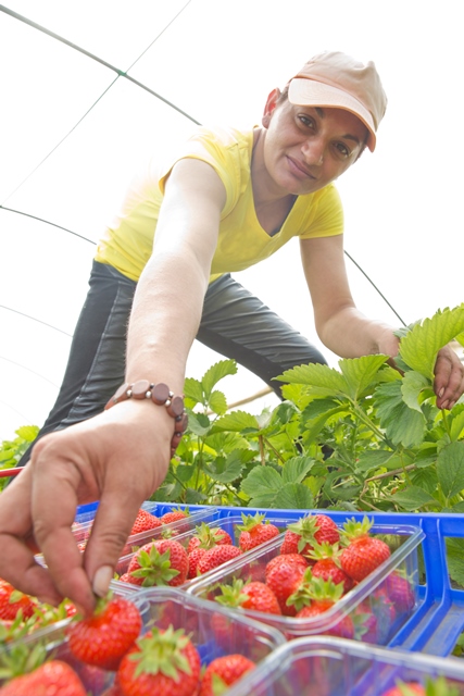 Neue Erdbeeren vom Beller Hof