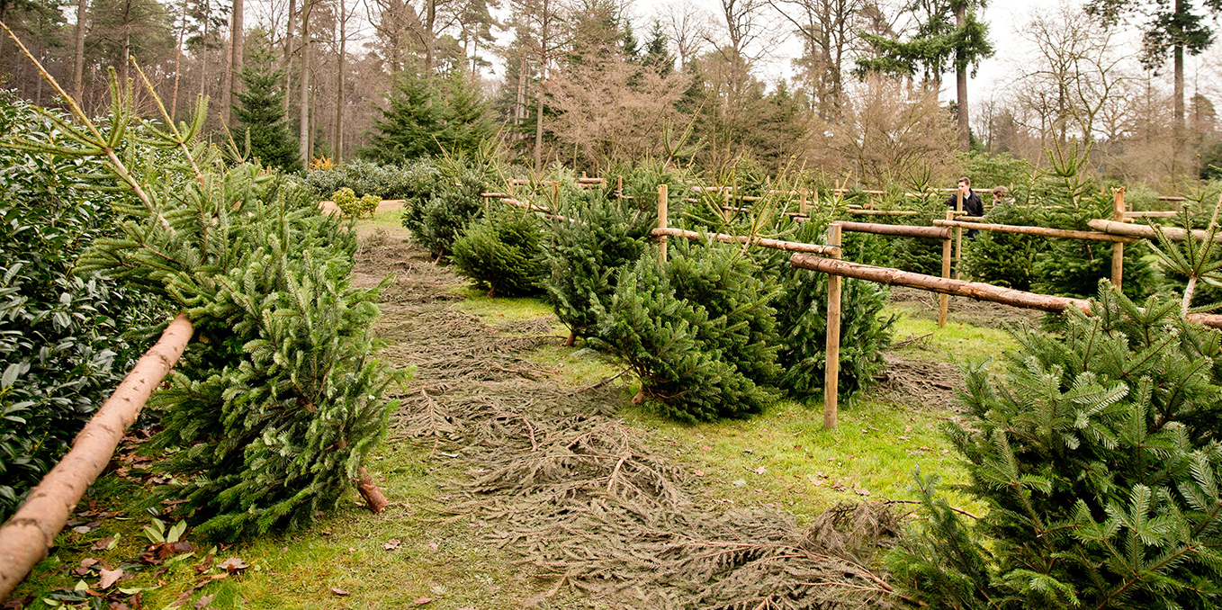 Weihnachtsbäume vom Forsthaus Londorf